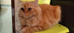 Percian cat One year