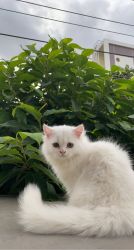 Traditional long hair Persian kitten available