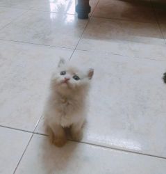 Persians kitten