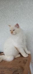 White Persian cats 10 months male and 6 months female