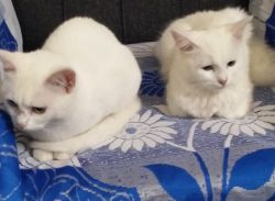 Two Persian cats for sale (female)