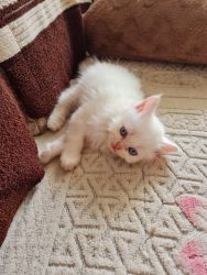 Persian kittens sale hadapsar