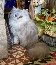 Persian -5 Adult -2 Kitten FOR ALL!!!!