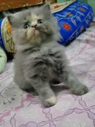 Persian Kittens Grey(Ash) in Colour Fully Trained