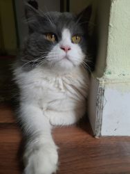 Percian cat Grey &white combination