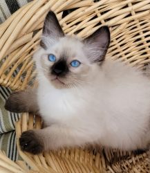 Persian kittens for sale!