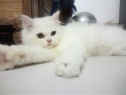 Persian Kitty on Sale
