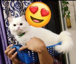 Female persian cat, 8months, vaccinated looking fornew pet home