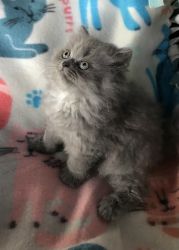 CFA Registered Silver Shaded & Blue Persian Kittens