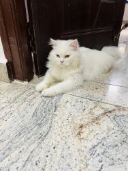 Persian cat bi - colour green and blue eyes