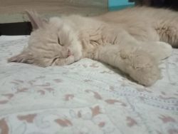 1 year old male persian cat