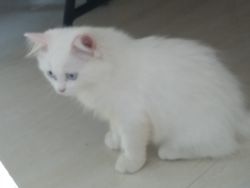 Cute doll face Tripple Coat kitten for sale