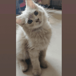 Persian Cat -1 year old