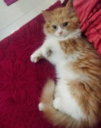 Persian doll face cat for sale.