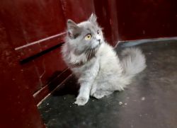 Four month old female Persian cat for sale Thrissur puthur