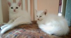 White Persian cats 4 and black and white 1