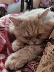11 month old Persian Kitten for sale