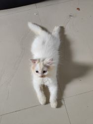 3 month male kitten for sale