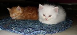 White Persian male kitten