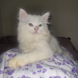 3 doll face Persian kittens for sale