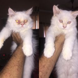 Persians cats blue eyes 2.5 month first vaccination done