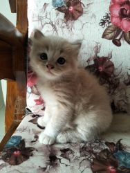 I want sell my 2 months old kitten