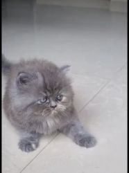 40days old Persian kitten available