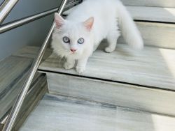 Persian cat white colour