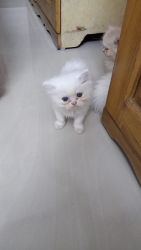 3 months old Pure line Persian cat for sale