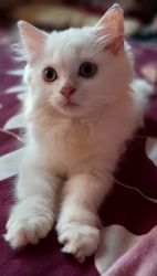 For SELL 6 months old male persian cat