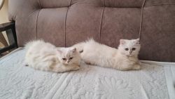 White Persian Kittens for sale