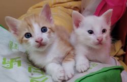 Cute little Blue Eyes kittens for sale