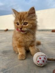 Brown colour Persian kitten