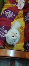 Persian healthy cat