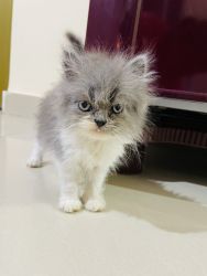 Persian kittan