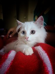 Pure breed Persian kittens with dual eye color