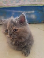 Available for sale two persian kittens