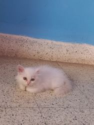 Persian kitten 2 months old