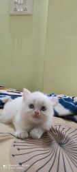 Selling 2 months old Persian cat