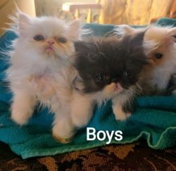 Persian kittens call xxxxxxxxxx