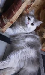 Persian cat doll face