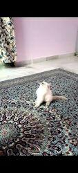 Pure Persian Cat