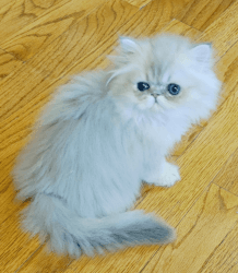 Golden Persian Male Kitten