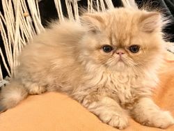 Born 5/2022 CFA registered Exotic long hair & ESH kittens available