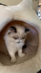 Selling 3 month old Persian