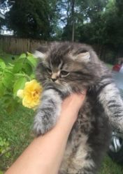 Purebred Persian Kitten