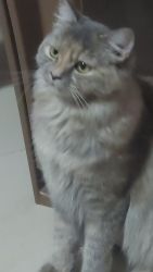Elle The Persian cat