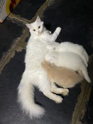 Persian cats available at best price