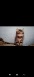 Persian Tabby colour female kitten