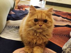 Ginger brown persian cat